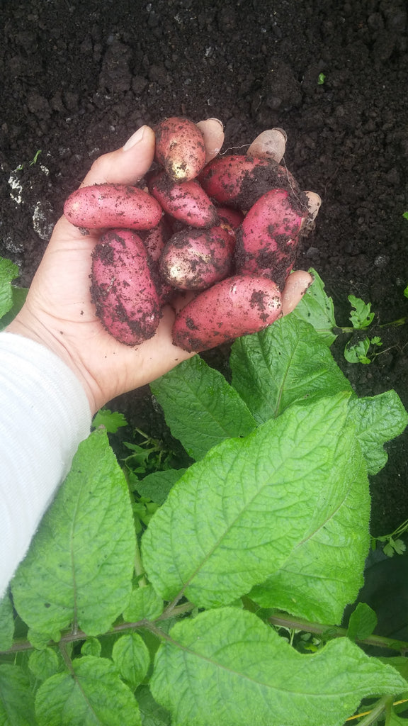 La gloria de las patatas nuevas