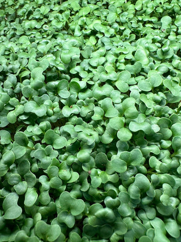 *Consignment* Microgreens
