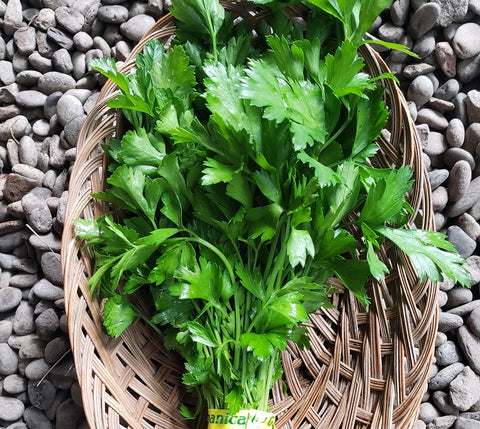 x-c&p Flat Leaf Parsley