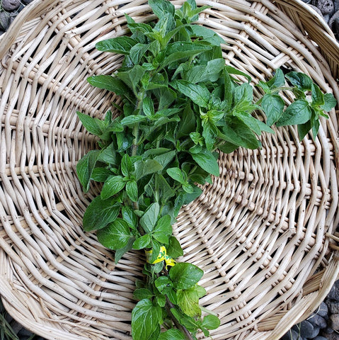 Herbs, Oregano