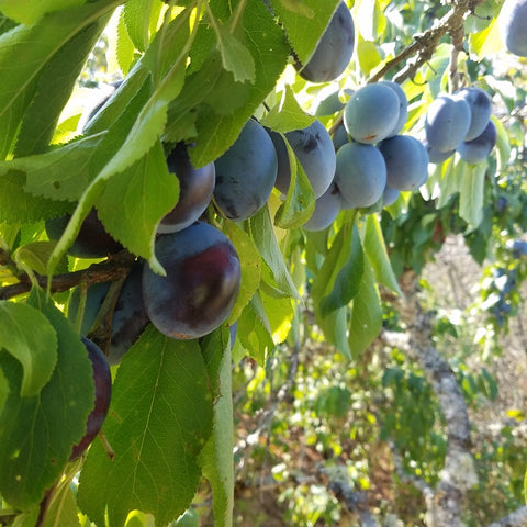 Plums, Italian Prune