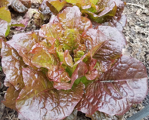 Lettuce, Red Romaine