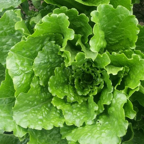 Lettuce, Green Romaine
