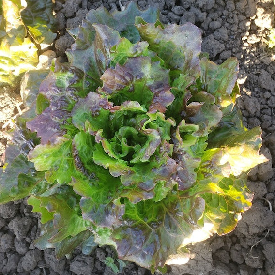 Lettuce, Saragosa