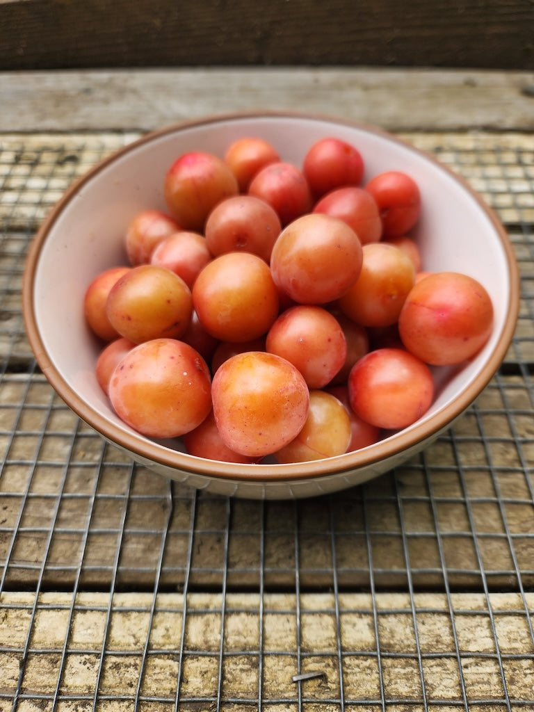 Plums, Cherry