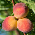 Consignment Peaches
