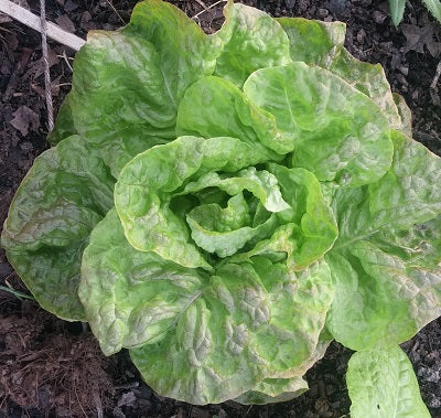 Lettuce, Red Butterleaf