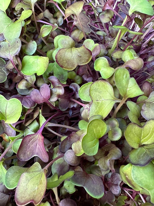 Consignment Item: Microgreens