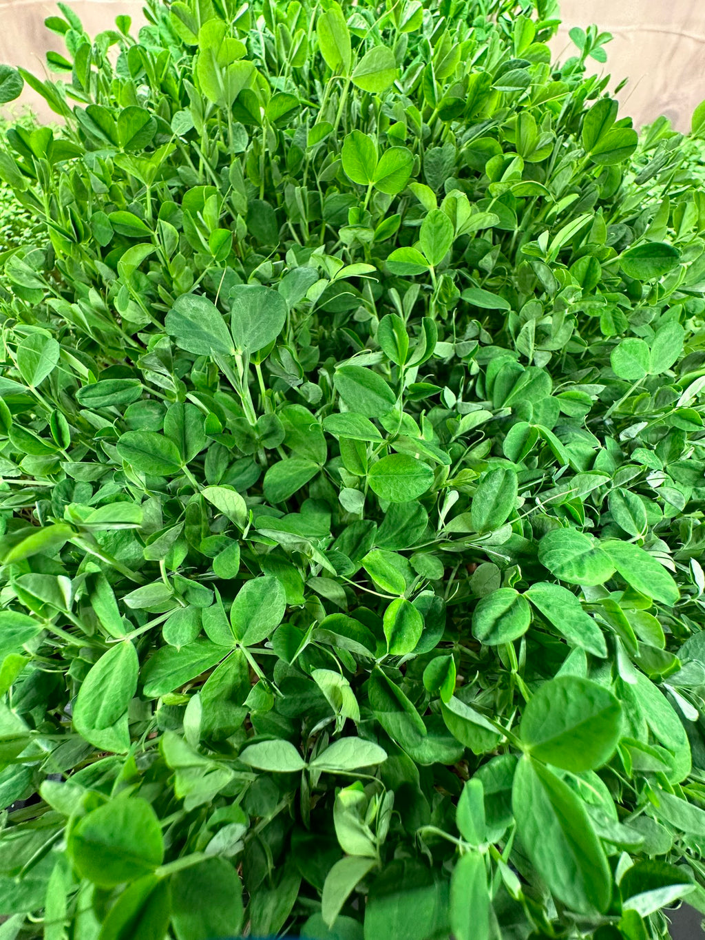 *شحنة* ميكروجيرين