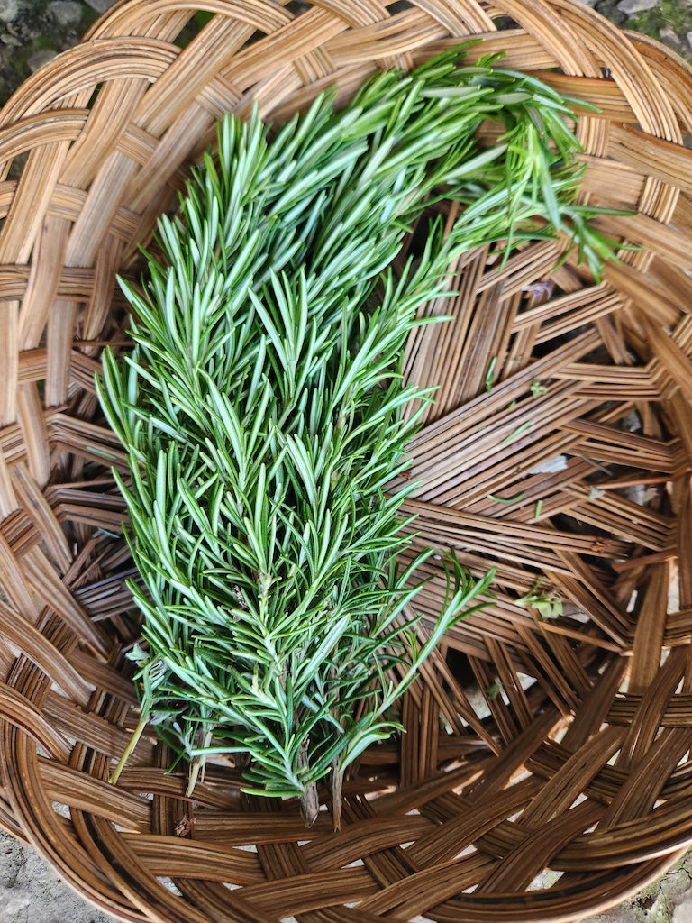 Herbs, Rosemary*