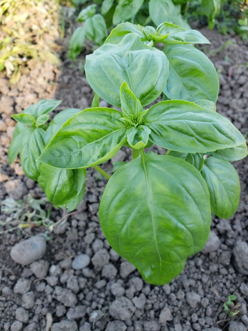 x-C&P Basil