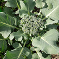 Broccoli crowns and florets
