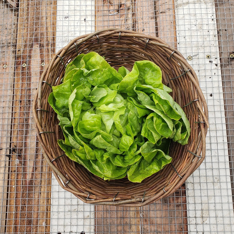 Lettuce, Green Butterleaf