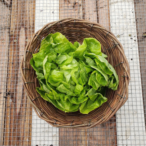 Lettuce, Green Butterleaf