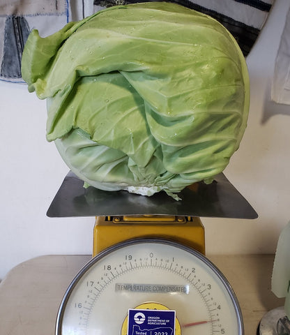 Cabbage, Green
