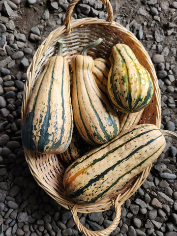 القرع الشتوي، ديليكاتا