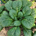 Asian Greens, Baby Chijimisai