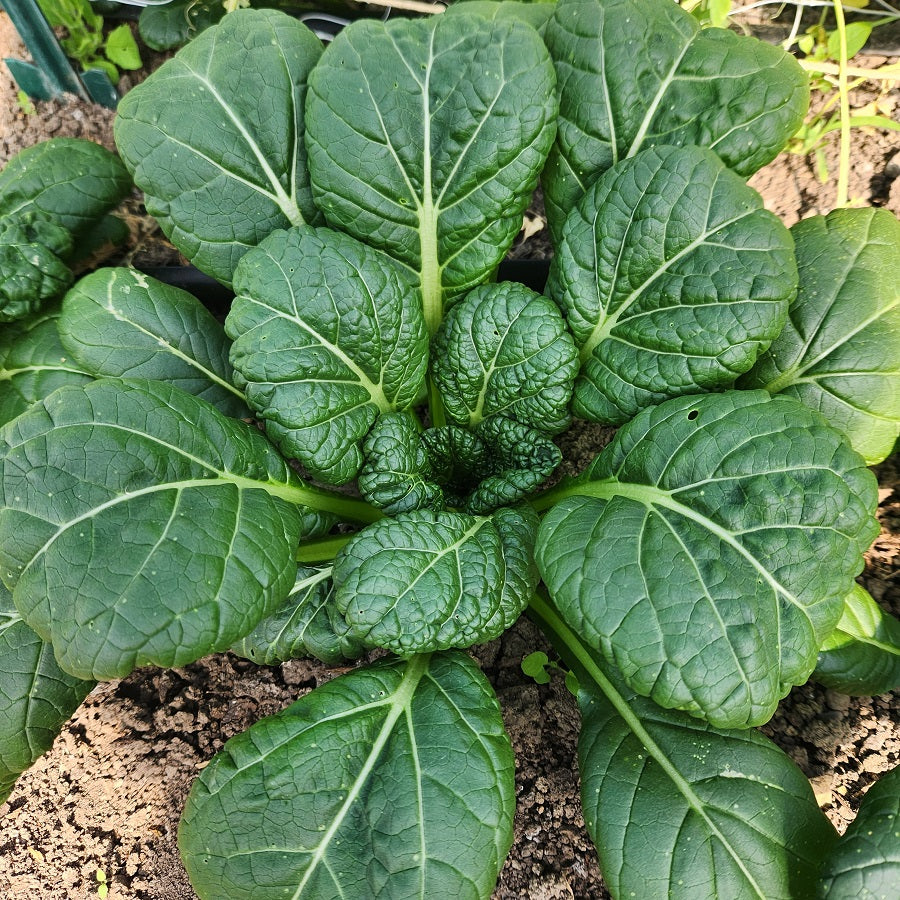 Asian Greens, Baby Chijimisai