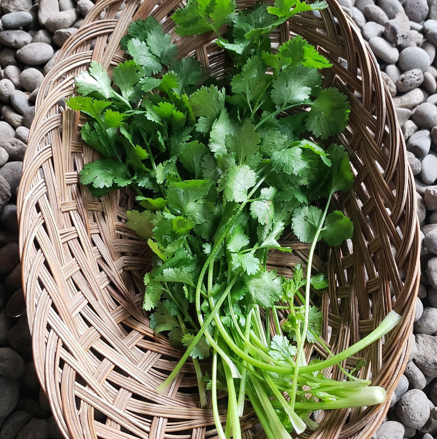 Herbs, Cilantro