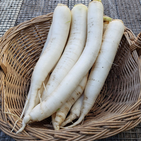 Rábanos, Baby Daikon