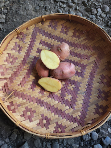 البطاطس، مونداك جولد