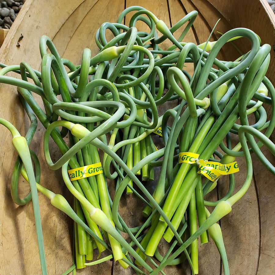 Garlic Scapes