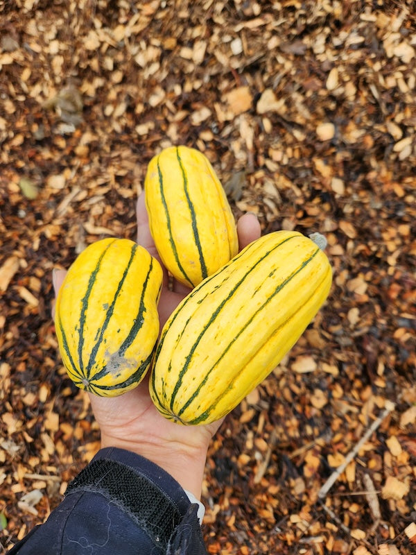 Winter Squash, Mini Delicata Mix