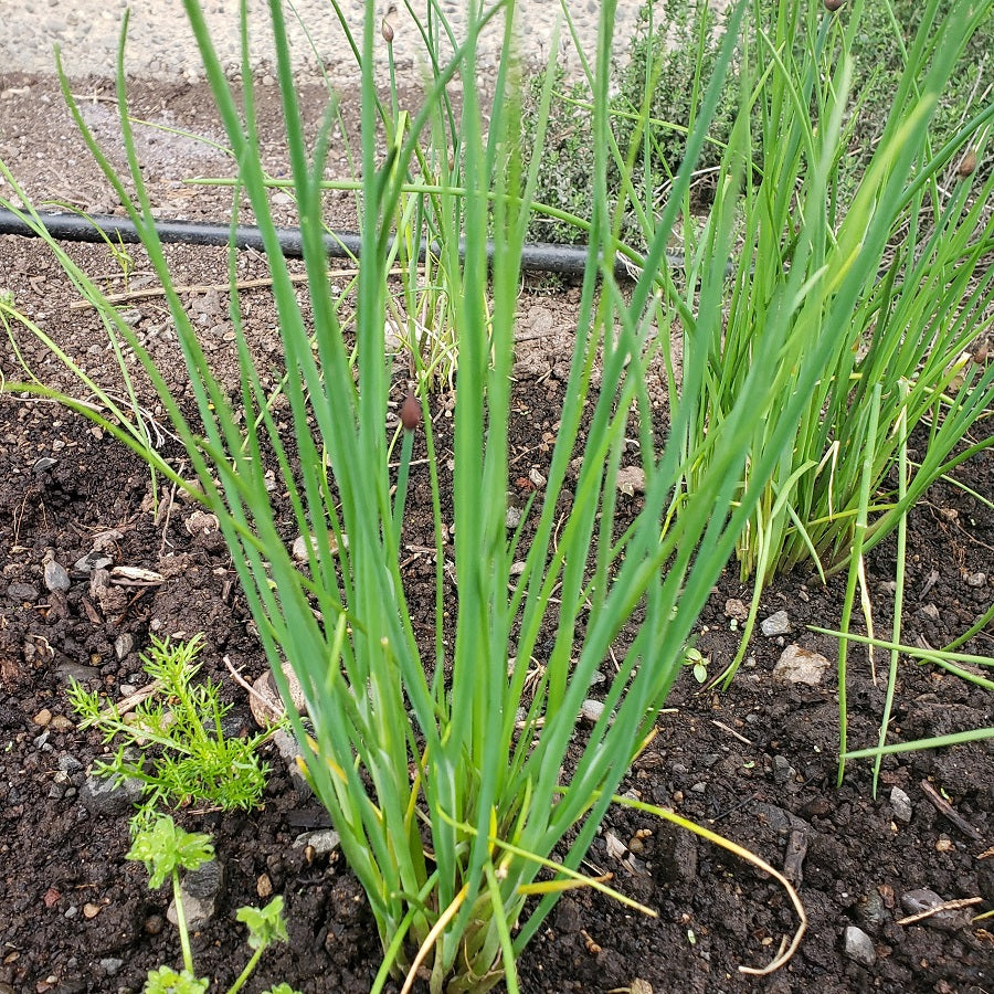 Herbs, Chives*