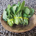 Asian Greens, Baby Pac Choi