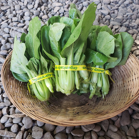 Verdes asiáticos, Baby Pac Choi