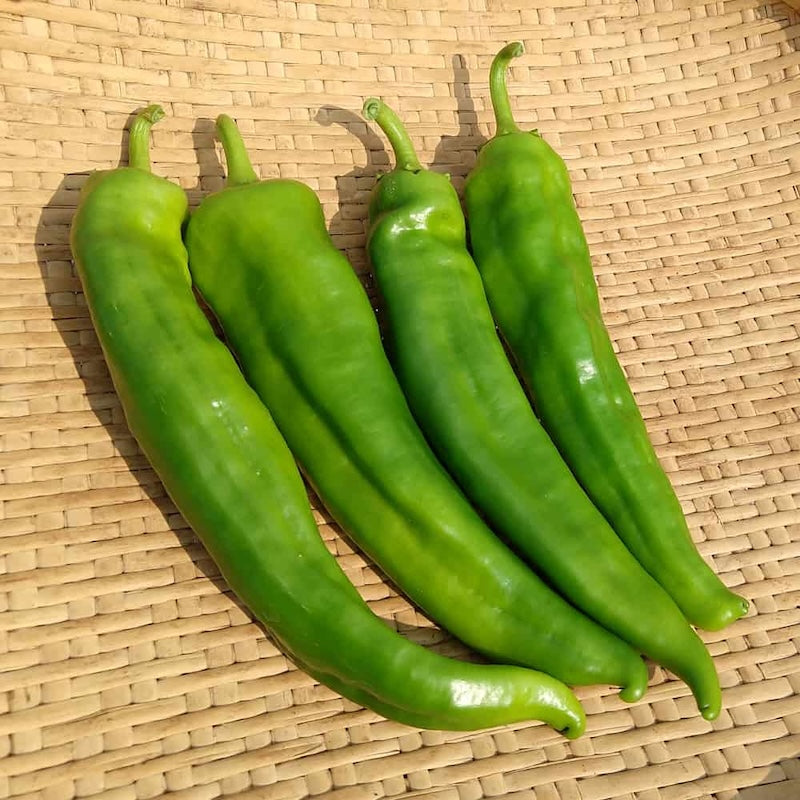 Pimientos Picantes, Ancho