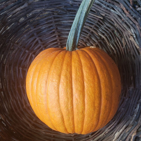 Calabaza De Invierno, Calabaza