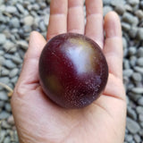البرقوق، دوارتي (شحنة)
