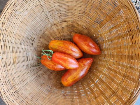 Tomatoes, Oblong Salad