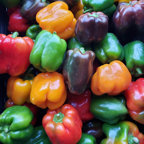 Pimientos dulces, campanas rojo-verdes