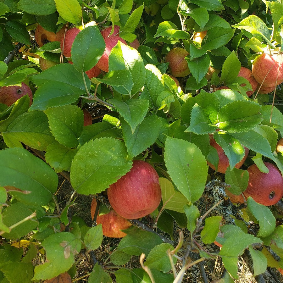 Apples, Heirloom