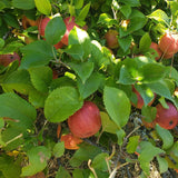Apples, Heirloom Sampler