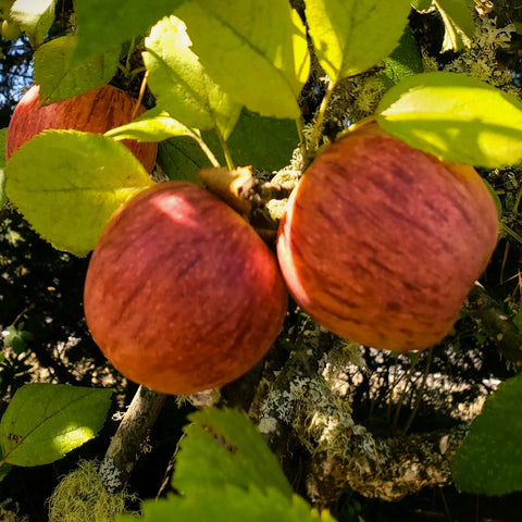 Apples, Heirloom Sampler