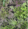 Greens, Baby Mizuna