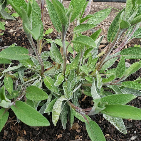 Hierbas, Salvia