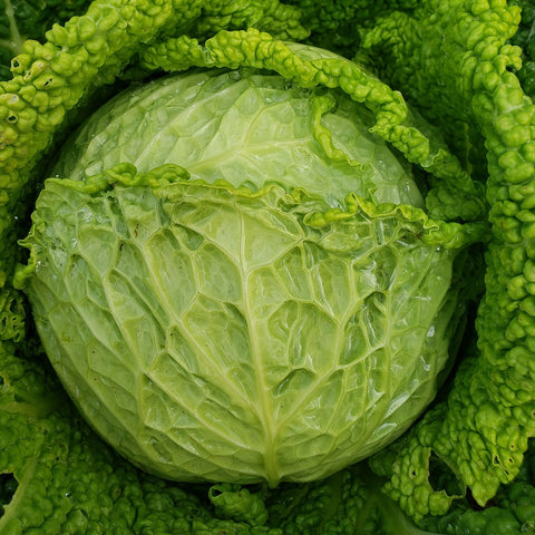 Cabbage, Savoy