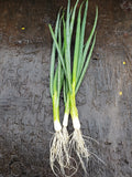 Scallions (green onions)