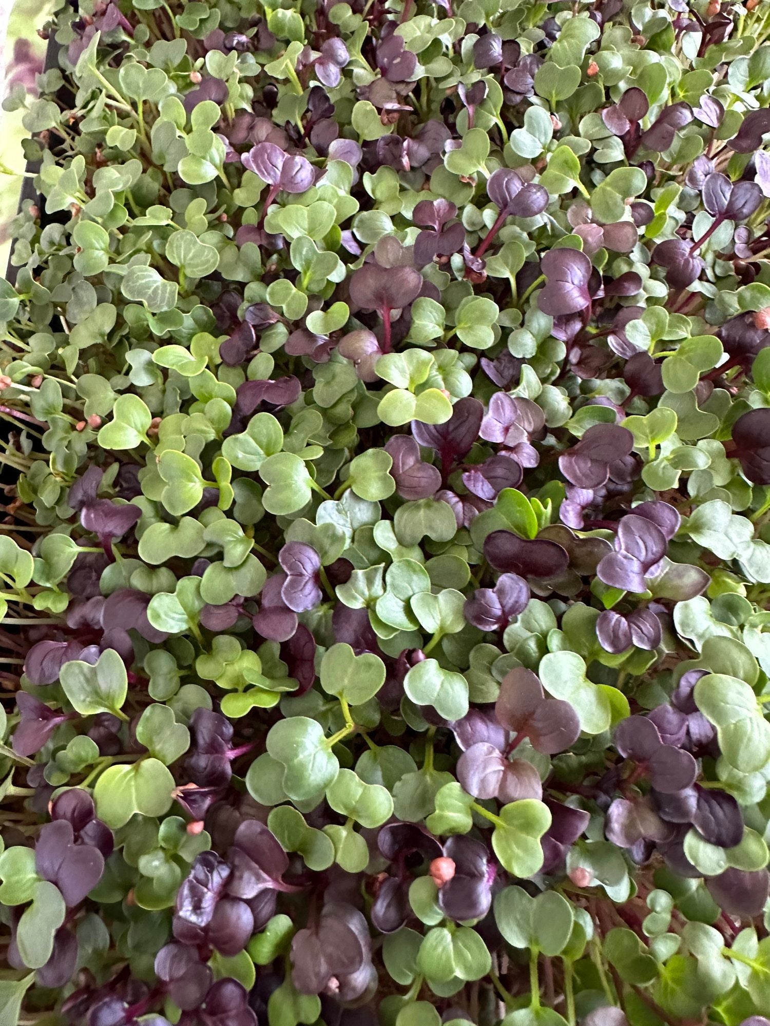 Consignment Item: Microgreens