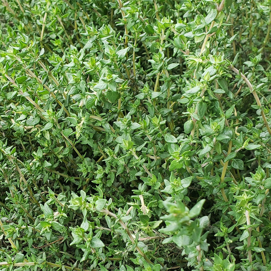 Herbs, Thyme*