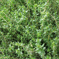 Herbs, Thyme*