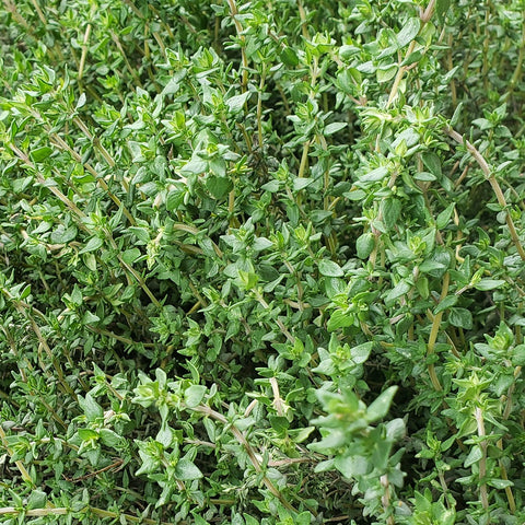 Herbs, Thyme