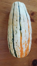 Winter squash, Zeppelin Delicata