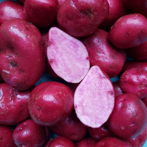 Potatoes, Adirondack Red