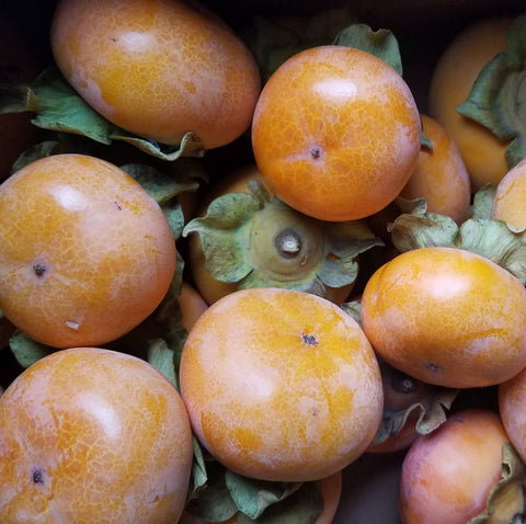 Persimmons, Fuyu *Consignment*