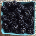 Blackberries